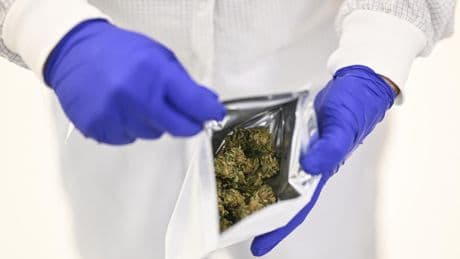 Portugal : vaste opération policière dans le milieu de la production de cannabis médicinal