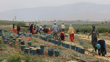 Hatay'da tarım işçilerinin günlük yevmiyeleri belli oldu!