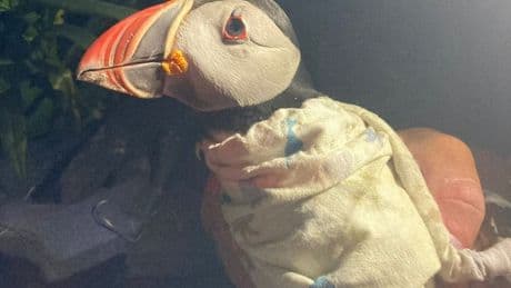 Researcher finds 33-year-old puffin with chick on New Brunswick island
