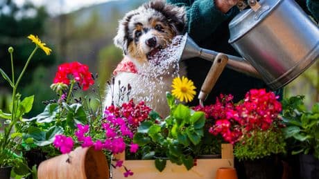 Chaleur : comment rafraîchir son chat ou son chien ?