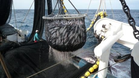 La flota asiática desplaza a los atuneros españoles: perdemos dos de cada tres barcos en el Atlántico