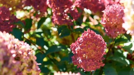 Hydrangeas need to be fed one kitchen scrap to grow bigger this summer