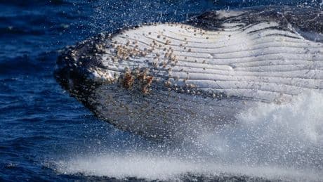 Sightings soar on Australia’s ‘humpback highway’ as 40,000 whales return for winter