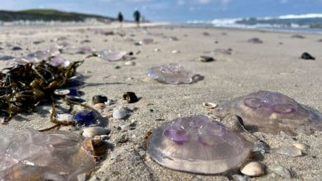 Warum sind so viele Tiere da? - Quallen überschwemmen Strände auf Sylt