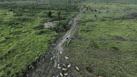 Brazilian state's deforestation amnesty poses 'one of the greatest threats' to the Amazon