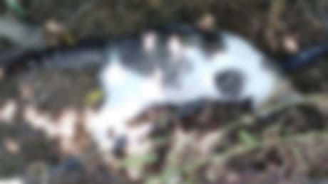 Zehirlenen 6 köpek ve 2 kedi öldü: "Artık birileri bu katliamlara 'Dur' demeli”