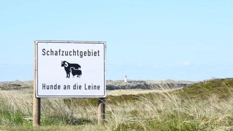 Raubtier auf Sylt: Sylter Goldschakal nicht mehr auffällig geworden