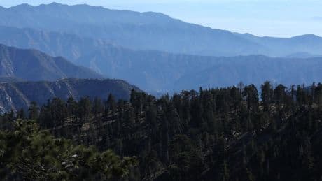 Letters to the Editor: The interests of a few logging companies shouldn't come before forest preservation