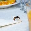 Scientist reveals what you should REALLY do if wasps gatecrash your picnic - and why you should never run away