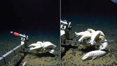 Alicella gigantea: Wimmelt es am Meeresgrund von katzengroßen Shrimps?