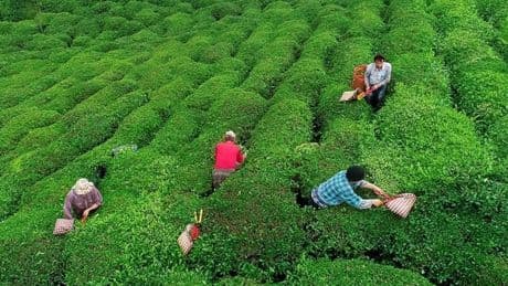 Yaş çay alım fiyatı yükseldi: Kilogramı 25,44 TL