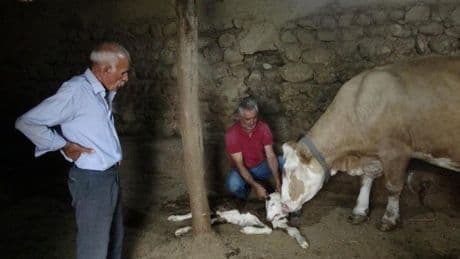 Malatya'da çift başlı buzağı sürprizi! Görenler hayrete düştü