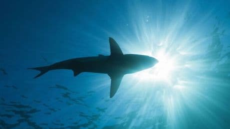 Horror as shark found with human foot in its mouth