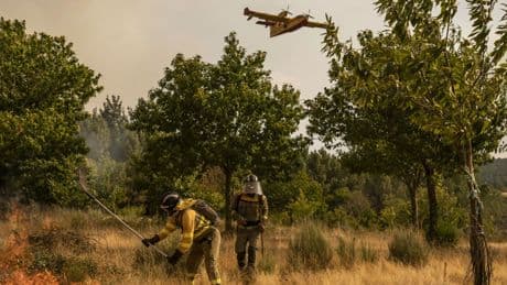Así debe ser el bosque del futuro para que Europa no arda