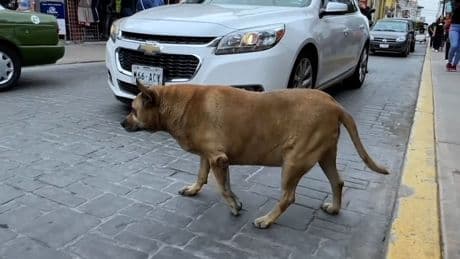 Fünf Sterne auf Google Maps - Dieser Hund ist ein Touri-Magnet