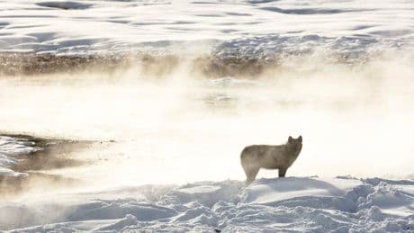 Man accused of taking wolf to bar before killing it faces two years in prison
