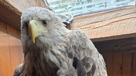 Schwinge verletzt, Vogel im Trauma - Seeadler kollidiert mit Auto — Rettung auf Autobahn
