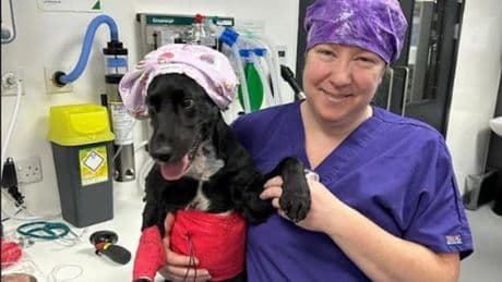 West Lothian dog owner thanks Livingston vets after beloved pet was injured in road accident