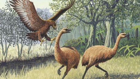 A Biologist Reveals The Biggest Eagle To Have Ever Lived — And Why It Went Extinct In 1445