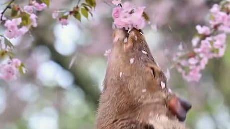 Wie bei Disneys „Bambi“ - Hirsch verzaubert das Netz