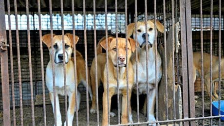 En Corée du Sud, 500 000 chiens toujours captifs après l’interdiction de la viande de canidé