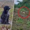 Hou hond voorlopig aan de lijn, adviseert Nunspeet na aanval wolf