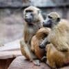 Zootiere: Tiergarten: Müssen Tötung von Pavianen jetzt vorbereiten