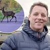 Motorists beware: hitting a deer can cost you dear - and late Spring is peak season for accidents
