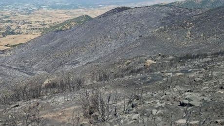 Manisa'daki orman yangınından geriye küle dönen evler ve tarlalar kaldı