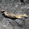 Vis valt uit de lucht en zet natuur in de fik, ongeloof bij Canadese brandweer