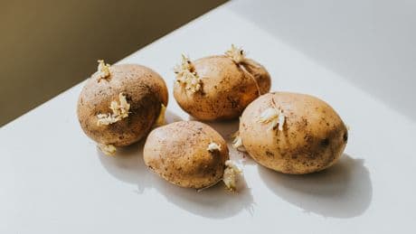 Keimende Kartoffeln: Ab wann sollte man sie nicht mehr essen?