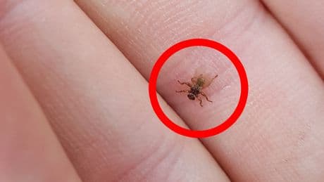 Fliegende Zecken: Diese Blutsauger landen gern an Ihrem Hals