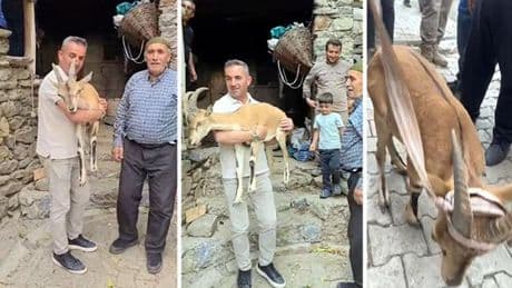 Vatandaşlar yaylada bitkin halde buldu, ekipler tarafından bakıma alındı