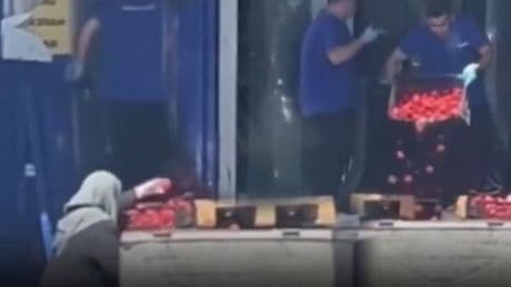 Sosyal medyayı ikiye bölen görüntü! Market domatesleri çöpe dökerken, yaşlı kadın topladı
