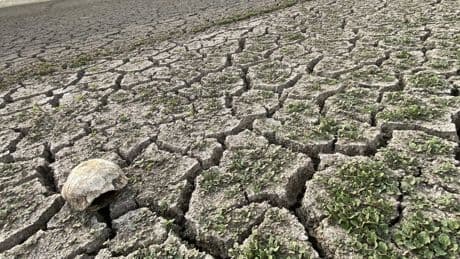Yozgat’ta kuş cenneti Gelingüllü Barajı’nda sular çekildi