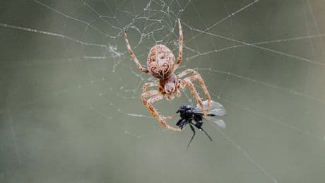 Spider mating season on the way and there's one simple method to keep them out