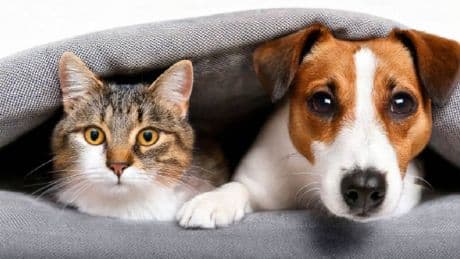Herkes evcil hayvanına veriyor ama zararı çok büyük: Kedi veya köpeğinize asla vermemeniz gereken yiyecek