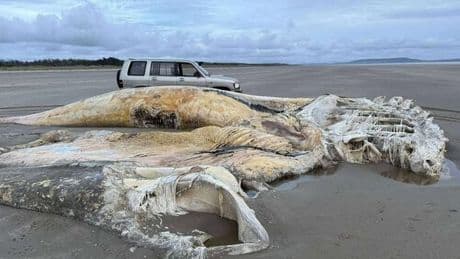 Huge carcass of mysterious sea creature washes up on beach