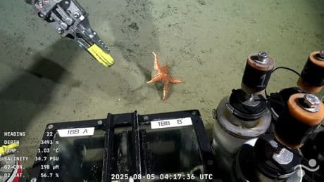Étoiles de mer, poissons, coraux… Une mission sous-marine diffusée en direct passionne en Argentine