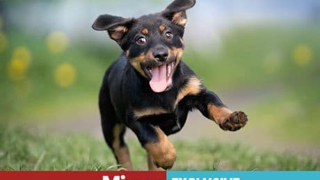 Warning issued over alarming number of dogs from dodgy breeders as charity shares 'red flags'