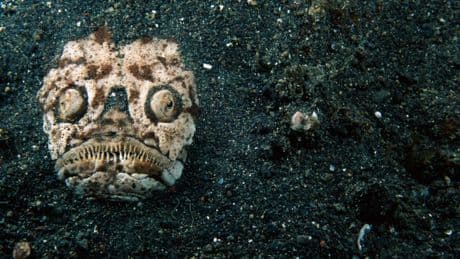 Most terrifying deep-sea creatures ever found as scientists reveal they’ve explored only 0.001% of ocean floor
