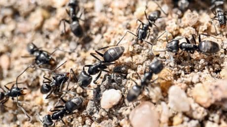 Insekten im Haus - Die besten Hausmittel gegen Ameisen
