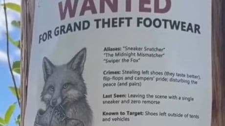 Sly as a... National park rangers blame sneaky fox for theft of 32 pairs of shoes