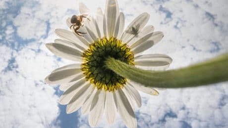 Het uitzicht van een mier of lieveheersbeestje