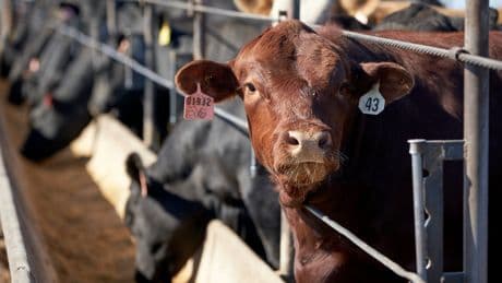 Texas tells lab-grown meat to mooo-ve on after state bans product from stores and restaurants
