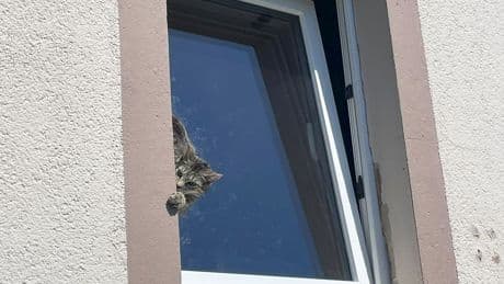 Notfälle: Feuerwehr rettet Katze aus gekipptem Fenster