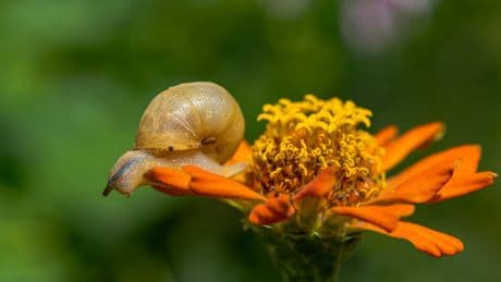 The plants for your garden that slugs won’t eat