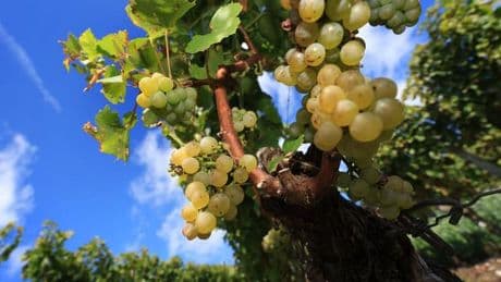 Weinbau: Fränkische Weinlese wird eröffnet - guter Jahrgang erwartet
