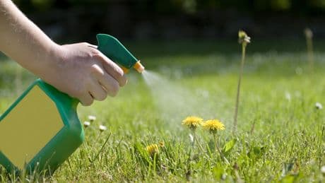Unkraut im Garten: Auf zwei Hausmittel sollten Sie verzichten