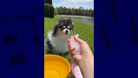 "Certains manquent cruellement de cerveau": jeter de l'eau glacée sur des chiens, le nouveau challenge Tiktok qui ne passe pas